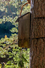 Wooden birdhouse tied to a tree with a forest pond in the background
