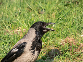 The hooded crow (Corvus cornix) standing on the ground with green grass in the background