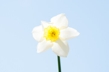 Naklejka na ściany i meble daffodils isolated on white