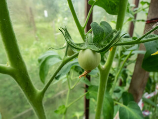 Close-up shot of organic grown unripe, green tomatoes growing on tomato plant in greenhouse