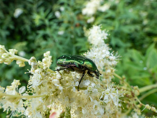 Macro shot of a metallic rose chafer or the green rose chafer (Cetonia aurata) crawling on a flower in summer