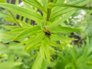 The single, adult scarlet lily beetle (Lilioceris lilii) sitting on a green lily plant leaf blade in garden. Its forewings are bright scarlet and shiny. Legs, antennae and head are black