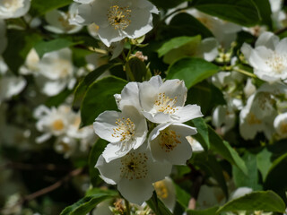 Close-up shot of bowl-shaped white flowers with prominent yellow stamens of the Sweet mock orange or English dogwood (Philadelphus coronarius) in sunlight  in summer