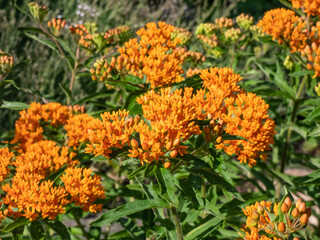 The Butterfly weed (Asclepias tuberosa) growing in the garden and flowering with wide umbels of orange flowers