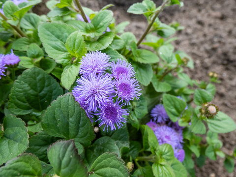 Beautiful ornamental plant - the Flossflower, bluemink, blueweed, pussy foot or Mexican paintbrush (Ageratum houstonianum) 'Aloha blue' in summer