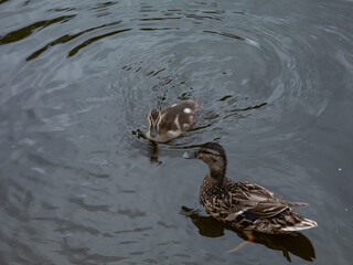 Beautiful, small, fluffy duckling of mallard or wild duck (Anas platyrhynchos) swimming together with mother duck in water of a lake