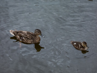 Beautiful, small, fluffy duckling of mallard or wild duck (Anas platyrhynchos) swimming together with mother duck in water of a lake