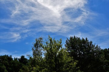 Obraz premium trees and clouds