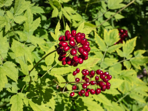 Macro shot of poisonous plant the Red baneberry or chinaberry (Actaea rubra) with bright red berries with black dot on them surrounded with green leaves in sunlight