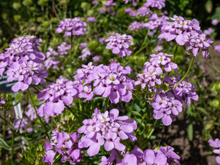 Iberis umbellata 'Dwarf Fairyland Mix' with narrow leaves flowering with flowers in clusters in purple shades in summer