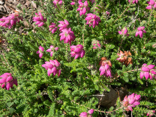 Heather (Erica x watsonii) 'Mary' with tiny, needle-like, dark green leaves flowering with racemes...