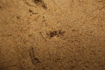Close-up of crab on the beach