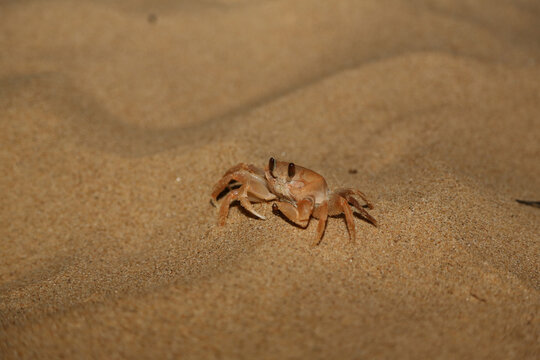 Close-up of crab on the beach
