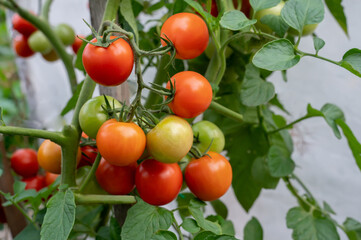 Red cherry tomatoes hang on branches. Smooth neat delicious tomatoes
