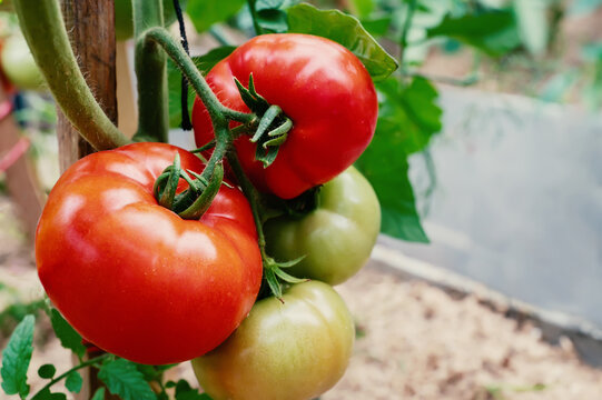 Red large tomatoes hang on branches. Smooth neat delicious tomatoes