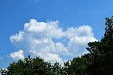 Obraz premium Sky and trees