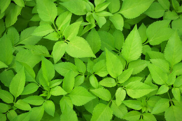 top view close up flat lay tropical botanical background fresh green leaves plant texture.ecology concept wallpaper,healthy natural organic product backdrop,nature leaf pattern website cover design.