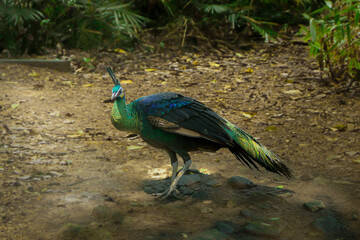 big beautiful bird, peacock looking for food in tropical forest