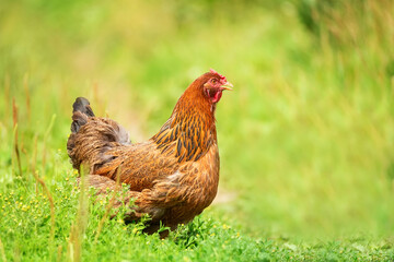 healthy chicken in the garden..