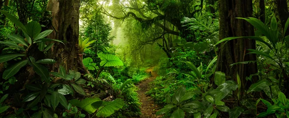 Garden poster Black Rain forest in Central America