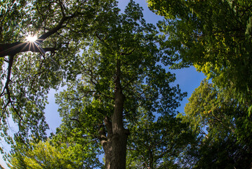 Big oak tree in the middle of the forest seen from below