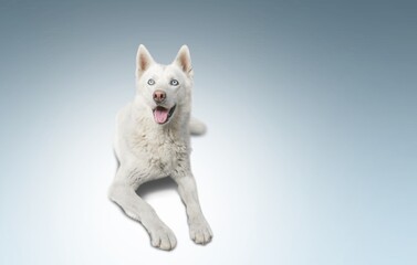 Cute domestic friendly dog posing