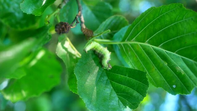 The caterpillar eats a green leaf, close-up. vertical frame