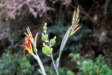 Beautiful red tropical wild flower with green buds and stems