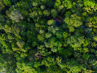 Naklejka premium Tropical mountain rainforest with various tree nature landscape