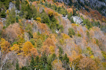 Close up view of trees in autumn on the side of Whiteface Mountain