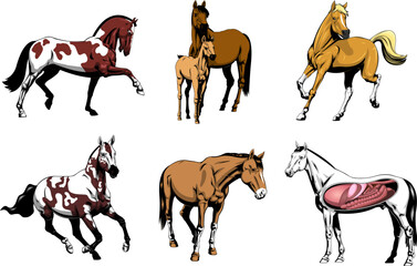 Cartoon Horses.Vector Hand Drawn Collection Set Isolated On Transparent Background