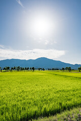 新潟　7月の稲とハサ木