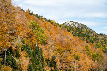 Fototapeta premium Close up view of trees in autumn on the side of Whiteface Mountain
