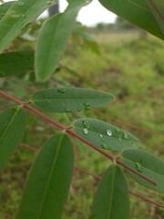 leaves with water drops