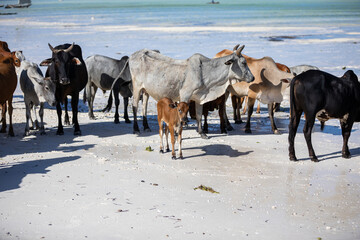 Fototapeta na wymiar cows play on the beach near the water