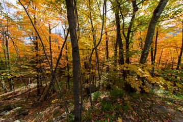 Fall colors in a forest in the Adirondack Mountains