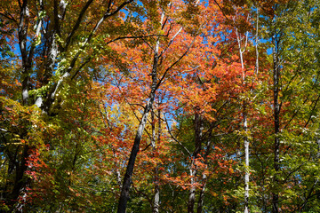 Fall colors in a forest in the Adirondack Mountains 