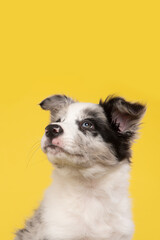 Border Collie puppy looking up on a yellow background with space for copy