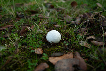 mushrooms or fungi in their natural mountain environment