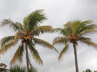 Fototapeta na wymiar Coconut trees against the sky