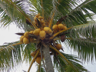 Coconut trees against the sky