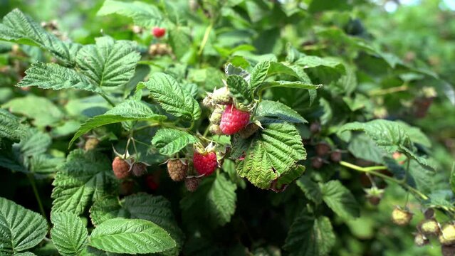 Close-up of a raspberry bush with ripe berries
