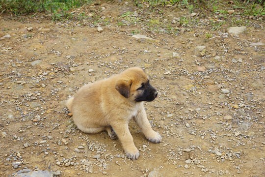Little cute puppy sitting on the dirt ground