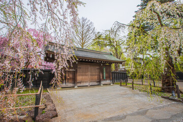 秋田県　角館武家屋敷　しだれ桜風景
