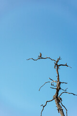 Brown bird on dead tree