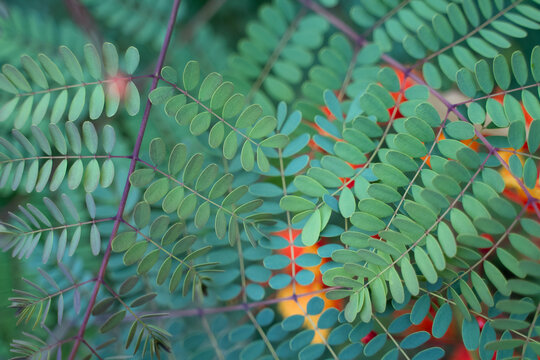 Caesalpinia Bilder – Durchsuchen 2,247 Archivfotos, Vektorgrafiken und ...
