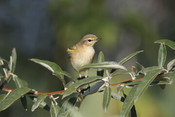 Migratory common chiffchaff (Phylloscopus collybita) close-up shot perched on a Russian olive branch against a blurred background in the morning light.