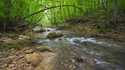 Obraz premium Stones and rocks covered by moss along water stream flowing through green summer forest