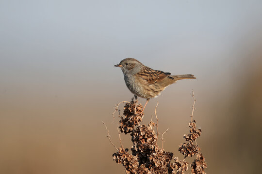 The dunnock (Prunella modularis) filmed in its natural habitat during autumn migration. Close-up and detailed photo of bird plumage