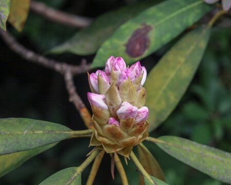 Pink Mountain Rhododendron Flower In A Garden